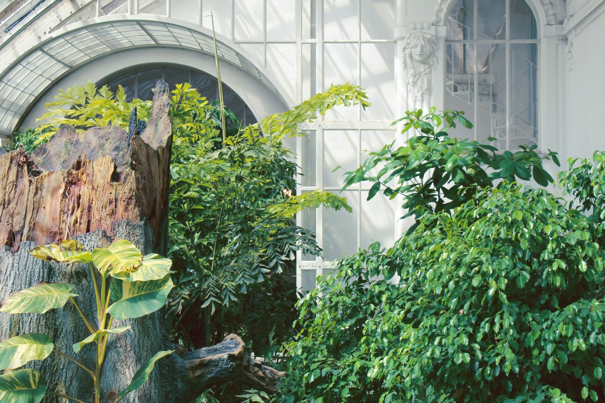 Lush green plants in a greenhouse or conservatory