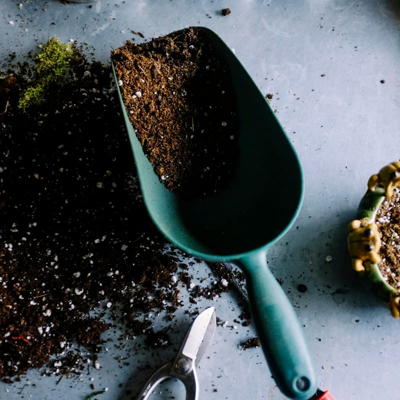 Potted plant with green leaves