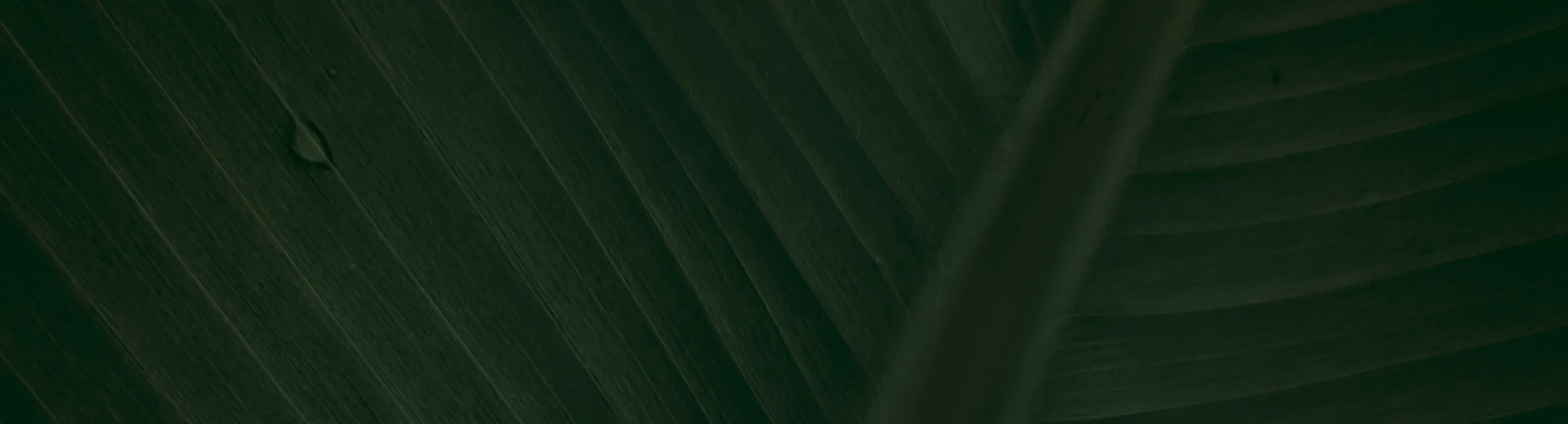 Sollicitudin Aliquam